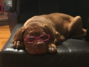 Dogue de Bordeaux puppies cute