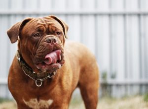 Dogue De Bordeaux Adult