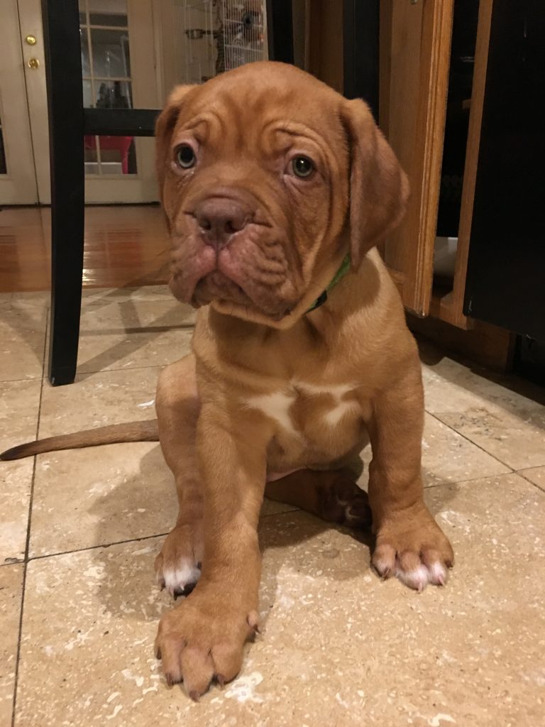 French Mastiff Puppy