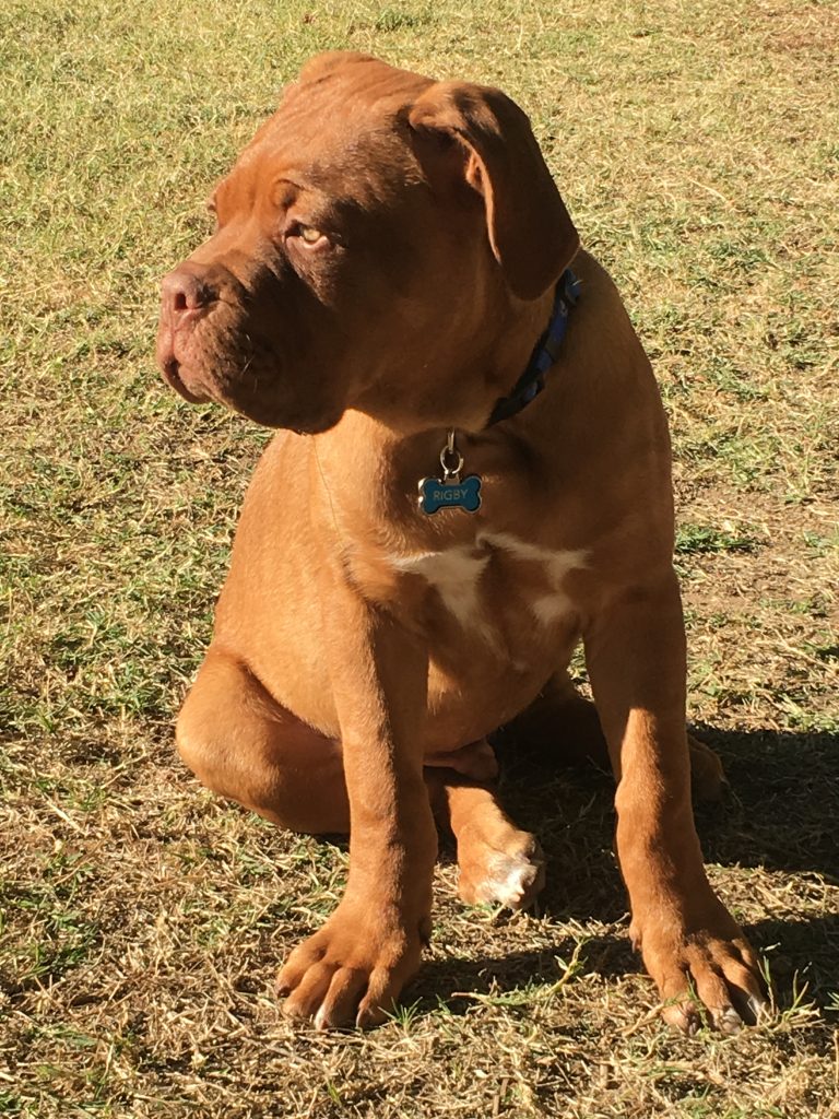 Dogue de Bordeaux Training