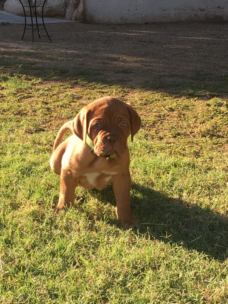 dogue de bordeaux puppy