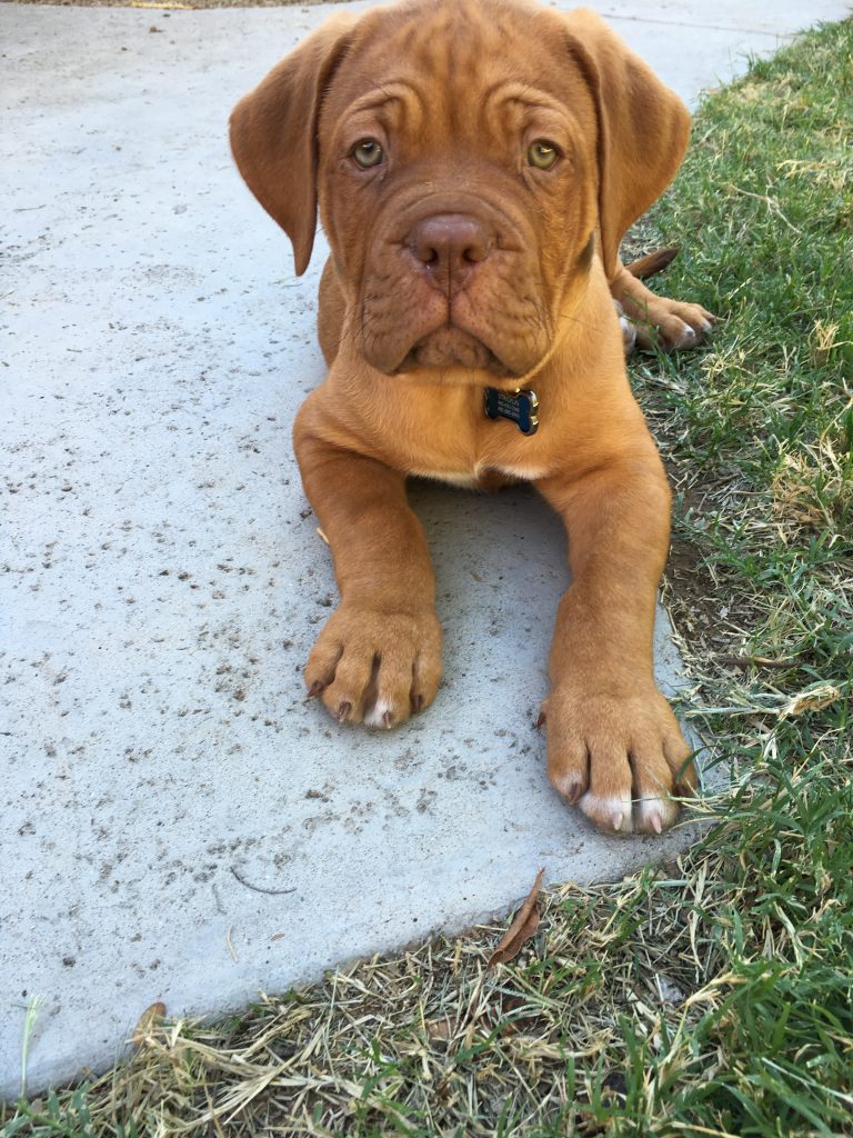 dogue puppy