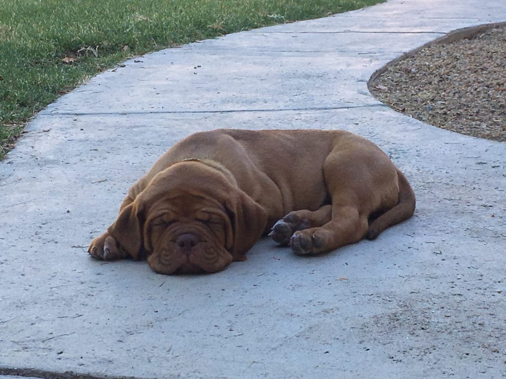 dogue de bordeaux