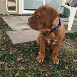 puppy dog de bordeaux