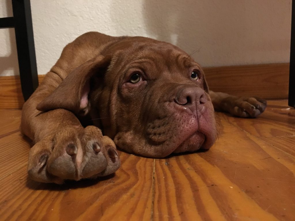 Top 5 Reasons to Raise A Dogue De Bordeaux